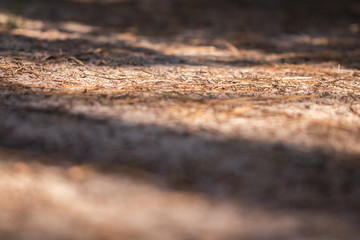 close up on empty forest path ground in woods