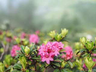 Alpenrose, snow-rose, or rusty-leaved alpenrose (Rhododendron ferrugineum) in bloom