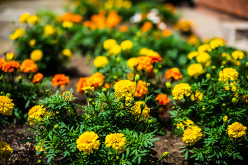 Multicolor- yellow orange and red marigolds floral background. Selective focus. Colorful flowers in the house garden.