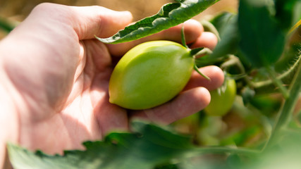 greenhouse with green flowering tomatoes and peppers