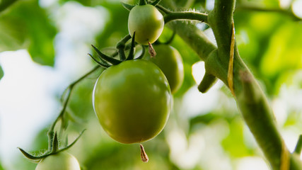 greenhouse with green flowering tomatoes and peppers