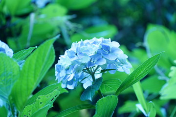 紫陽花