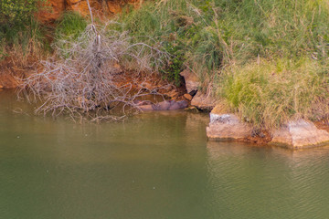 hipopotamos enjoying a hot day, refreshing in the water