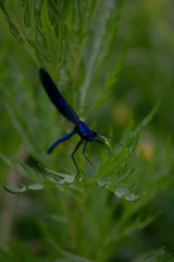 dragonfly in the grass, shot in macro