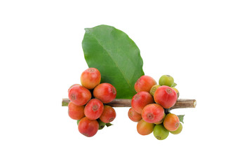 fresh coffee beans isolated on white background