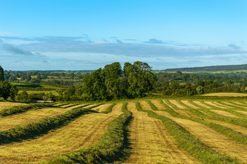 Obraz premium Meadow of cut grass waiting for harvest