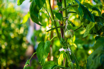 Close up of little young green tomatoes growing on green branches with blurred organic greenhouse background, agriculture and cultivation concept. Season of growing vegetables in green house.
