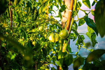 Close up of little young green tomatoes growing on green branches with blurred organic greenhouse background, agriculture and cultivation concept. Season of growing vegetables in green house.