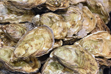 Perle Noire Oyster