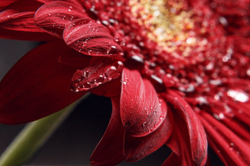 Beautiful natural background. Summer, spring concepts. Abstract of a red Gerber daisy macro with water droplets on the petals. Copy space. Template for design. Soft focus. Macro shot