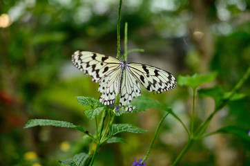  It is a photograph of a flower and a butterfly