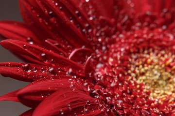 Beautiful natural background. Summer, spring concepts. Big beautiful water drops on fresh red Gerber flower on dark background. Copy space. Template for design. Soft focus. Macro shot