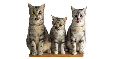 Portrait of three cute American short hair cats licking when eat Cat candy on white background, green and yellow eyes Mammal, animal Pets concept