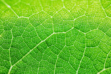 Grape leaf texture, bright green color in sunlight. Macro