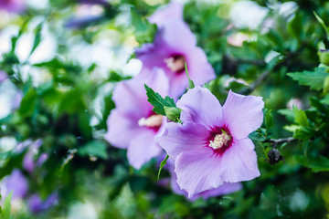 Purple hibiscus flowers from the garden
