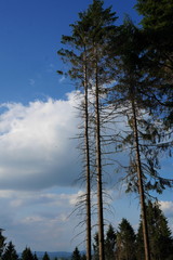 Obraz premium Hermannsweg bei Ascheloh Werther Bielefeld