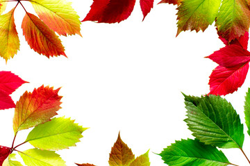 Beautiful colorful autumn leaves isolated on white background.