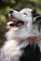 close up of beautiful and happy australian shepherd on forest pathway