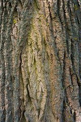 Cracked old tree bark, brown texture background, close-up. Mystical patterns of tree bark.