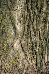 Cracked old tree bark, brown texture background, close-up. Mystical patterns of tree bark.