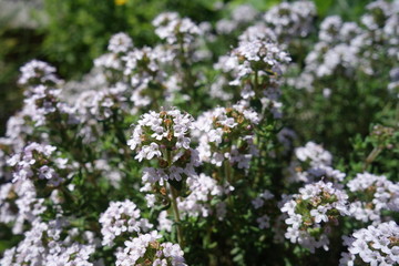 Thymianblüten