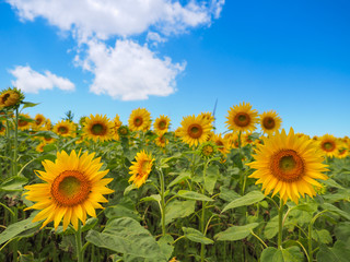 ひまわり畑と青空