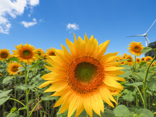 Fototapeta premium 向日葵と青空