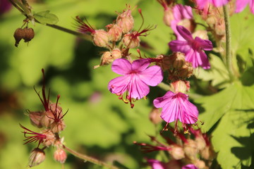 Blühender wilder Storchschnabel