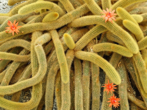 Rat Tail Cactus ( Cleistocactus Winteri) with bristly golden spines and bright orange flowers