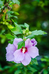Purple hibiscus flowers from the garden