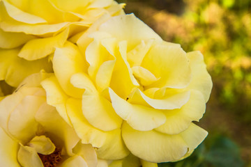 Obraz na płótnie Canvas Yellow Rose flowers in close up