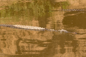 Wild Crocodiles in a River