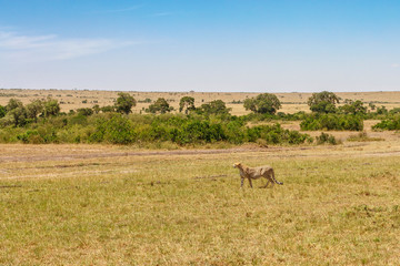 Naklejka na ściany i meble Cheetah in a beautiful wild savannah landscape