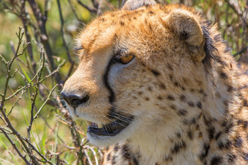 Staring Cheetah in the african bush