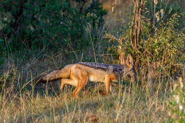Hunting Black backed jackal among the bushes