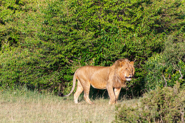 Shrubbery with a male lion