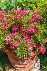 Fototapeta na wymiar Flowerpot with red flowers blooming in a garden