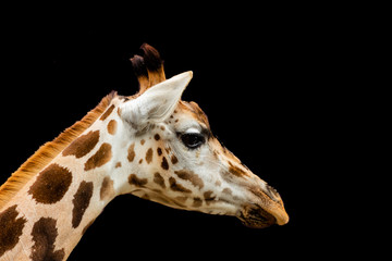 Giraffes walking in the early morning, with mountains in the background