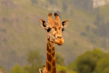Obraz premium Giraffes walking in the early morning, with mountains in the background