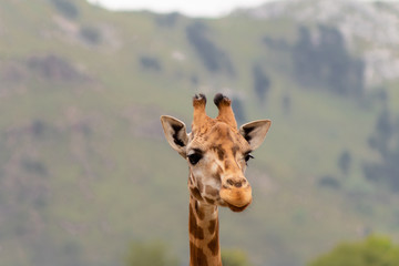 Giraffes walking in the early morning, with mountains in the background