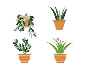 Fototapeta na wymiar plant in pot illustration vector template