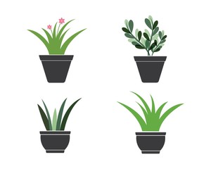 plant in pot illustration vector template
