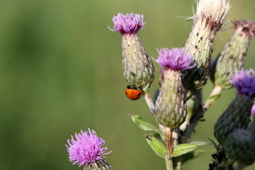 Burdock blooms in the meadow. It shows a red ladybug. The background is blurred.