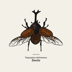 Japanese rhinoceros beetle (Trypoxylus dichotomus) , hand draw sketch vector.
