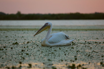 Great white pelican at dawn in Danube Delta