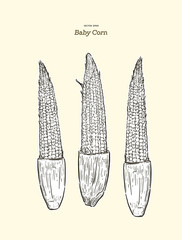 Young raw baby corn, hand draw sketch vector.