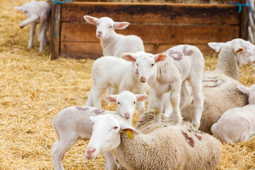 Sheep on the farm, Provance, France