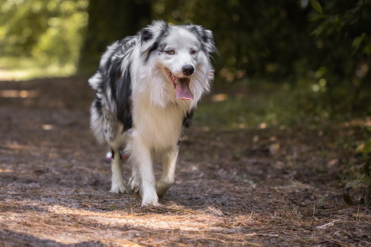 close up of beautiful and happy australian shepherd on forest pathway