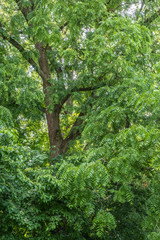 Juglans nugra Schwarznuss Blick in die Krone