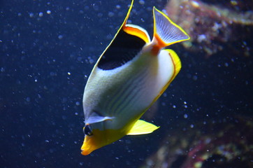 Obraz premium Tropical fish in aquarium in Berlin